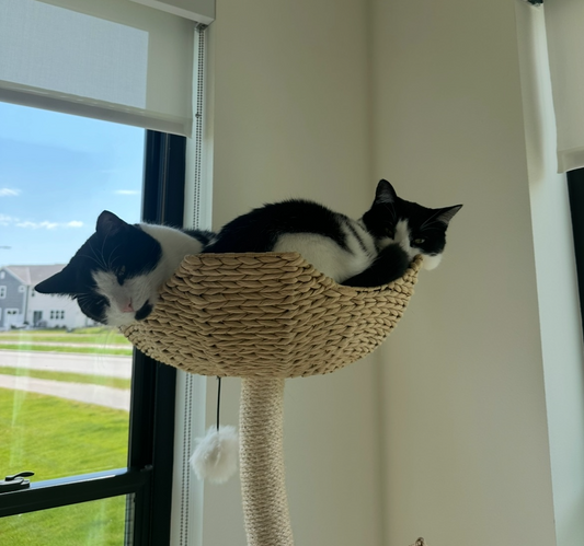 Cat Lounge Visit ( 1 Hour )